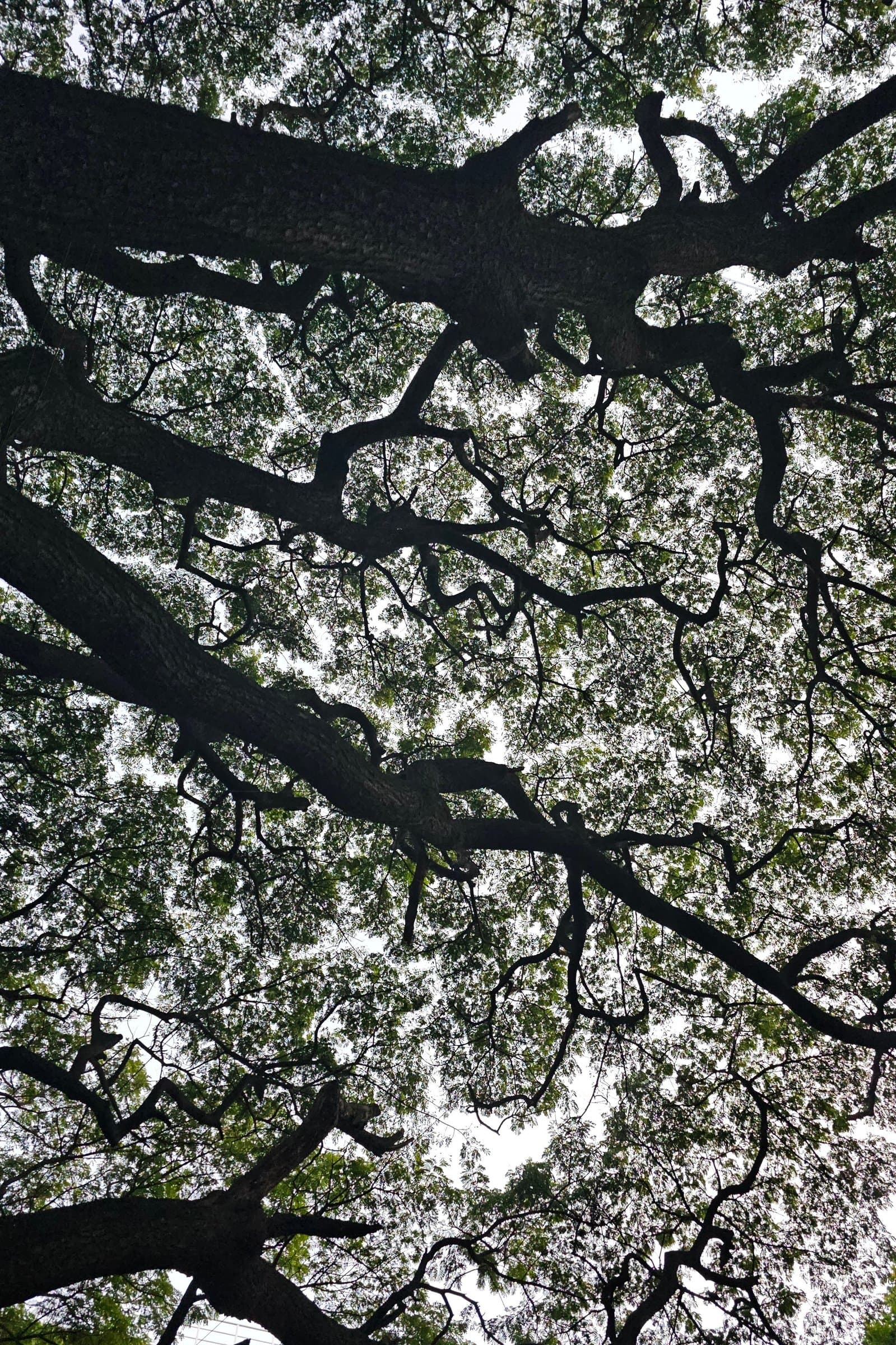 Looking straight up through a tangle of tree branches and green leaves toward the sky.